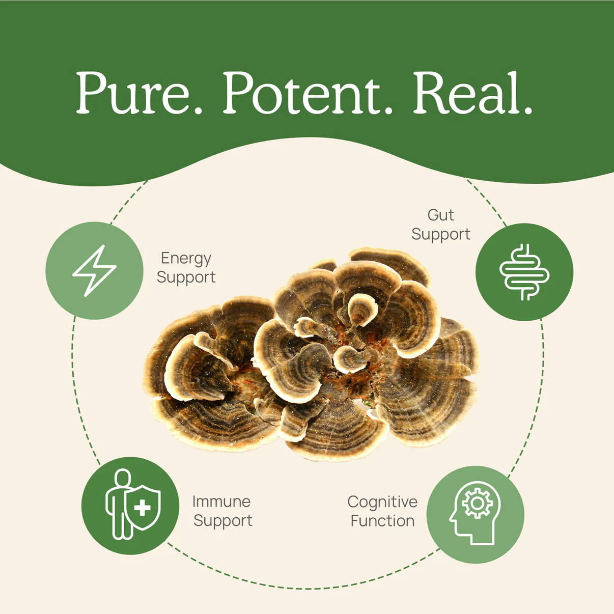 Turkey Tail Extract - Bulk Powder - Image 4